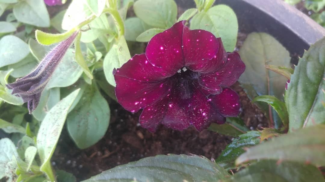 Starry Petunias are my favorite annual and I gasped when I saw them in this dark