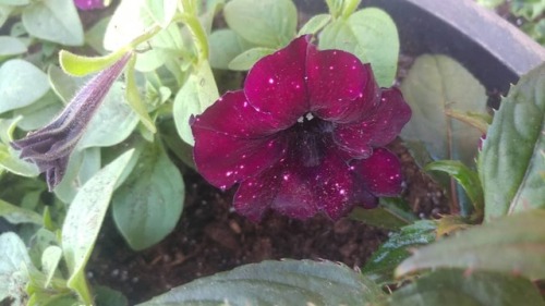 Starry Petunias are my favorite annual and I gasped when I saw them in this dark burgundy color. I’ve only ever seen them in pink or purple but this is just magical.