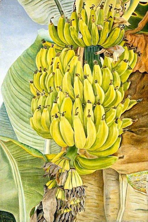 fravery:LUCIAN FREUD 1922-2011, Berlin, Germany (“Bananas”, 1952)