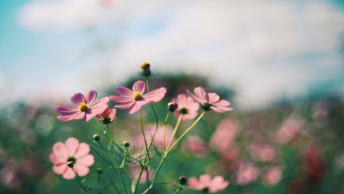 Healing Of The Sky And Flowers.