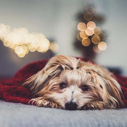 Waiting for SantaPaws ❤️ #Havanese #Toronto #pet #petphotography #bokeh ~ See more of Oliver, and Fi
