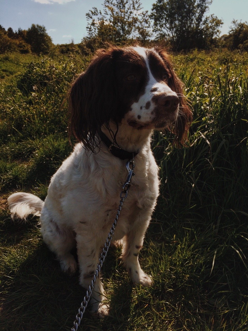 danielodowd:  Charlie is the best  What breed of pup is Charlie, danielodowd?