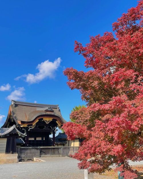 &rsquo; &rsquo; 【紅葉の京都】京都御所 建春門 &rsquo; &rsquo; 真っ青な空、 真っ赤な紅葉。 &rsquo; &rsquo; 2021.11.17撮影 &rsquo; 