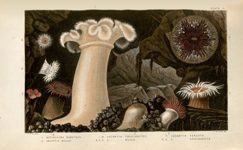 From A History of the British Sea-Anemones and Corals (1860). 