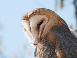 cloudyowl:  Barn Owl by AmyFarr 