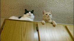 cat-overload:  They like to sit on top of