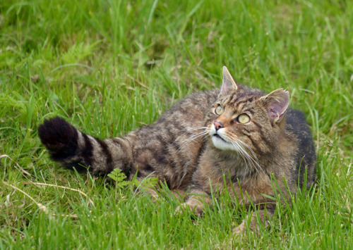 Scottish Wild Cat (by Ingrid Nicholls)