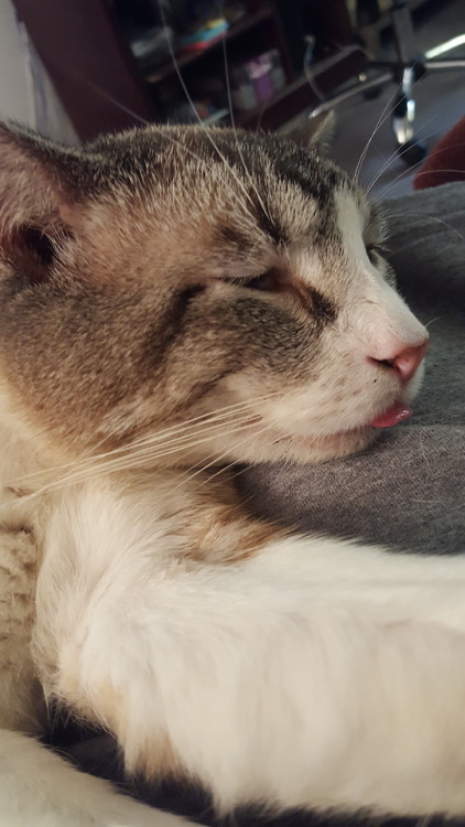 almadearhart:I caught the blep.