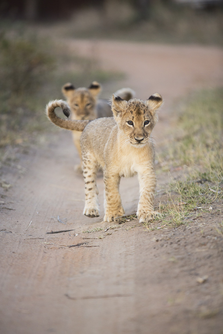 big-catsss:  (by Alroy Willis) 