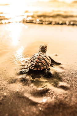 plasmatics-life:  The Explorer | (by Pisanu Thoyod) 