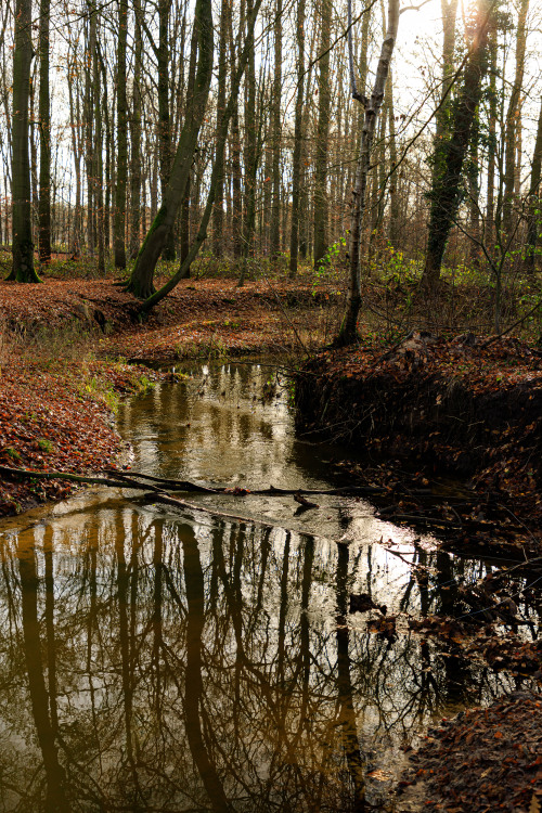Calm forest stream - Brabantse Vennenpad, The Netherlands, December 2020photo by nature-hiking