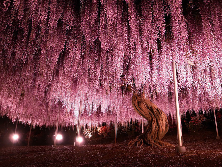 thelastdiadoch: 144-Year-Old Wisteria In Japan   With Branches Protruding Out Half-A-Mile