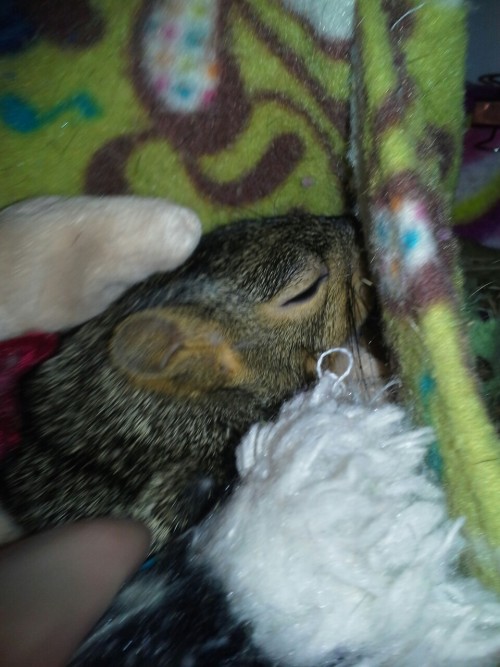 Livvy all tucked in. She pulled her hammock down so itd be a pouch -.-