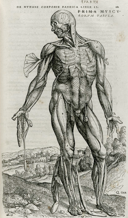 Andreas Vesalius, De humani corporis fabrica libri septem (1543)“Aren’t these illustrati