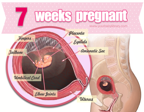 You’re 7 weeks pregnant and your wee-one is growing more baby-like at a light speed pace! About the 