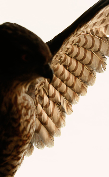 lifeistooshortdont: coffeenuts: eswarzweimal:Januar 210 Strong bird ravenwhimsy.tumblr.co