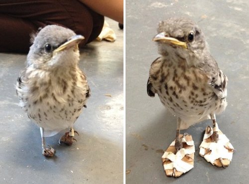 buzzfeed:  teeny tiny pieces of cardboard were used for teeny tiny custom corrective shoes for this bird  