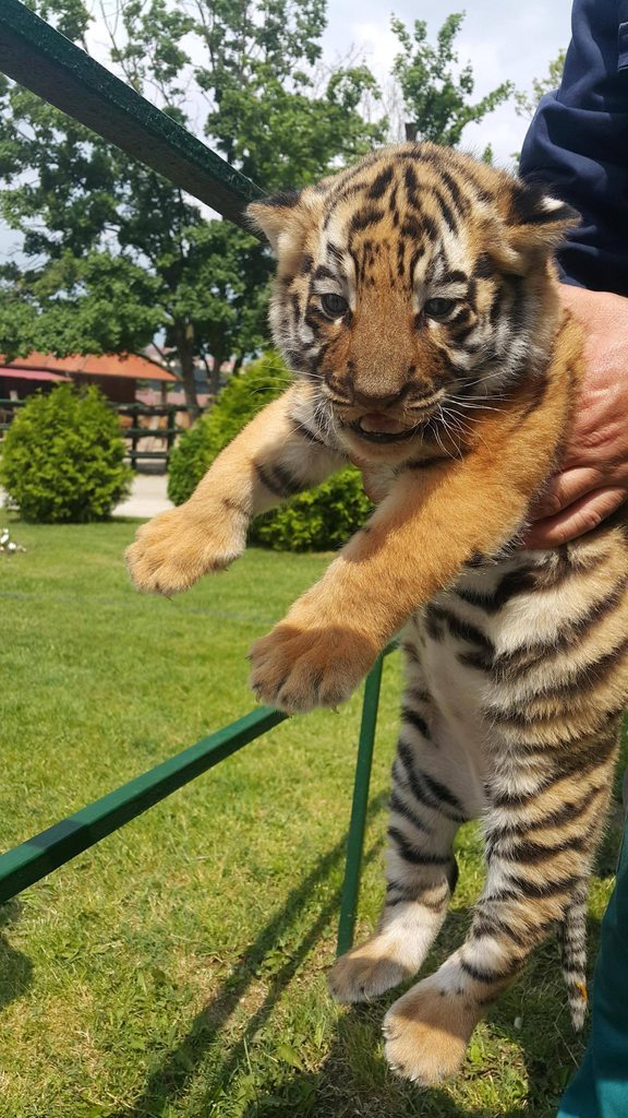 cute-overload:  I got to pet this little big cat at my local zoo!http://cute-overload.tumblr.com
