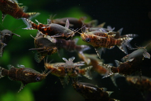 Upside-Down Catfish (Synodontis sp.) are found throughout freshwater habitats in Africa. Their belly