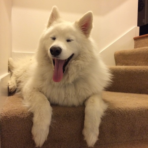 skookumthesamoyed:Sweet pup waking up from a nice little stairs nap