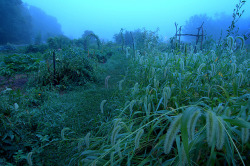 winterfellis:  garden dawn by Mustekala5 on Flickr.  ×