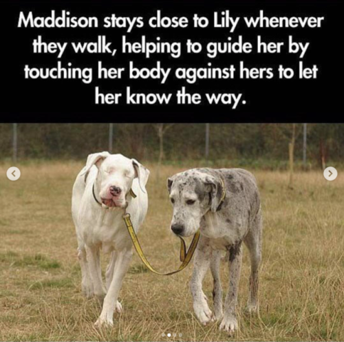 the-fruits-of-eve - babyanimalgifs - This warms my heartI’m...