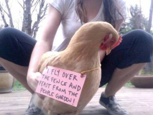 fade-steppin: thefingerfuckingfemalefury: arellasmercy: chickenfluffbutts: chicken shaming  @ke