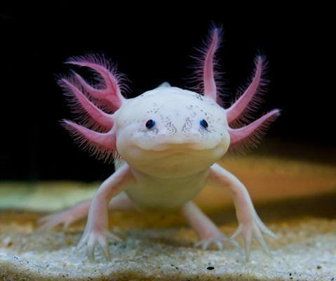 rhamphotheca: The CITES Endangered Animal of the Week: The Axolotl (Ambystoma mexicanum) On the occa