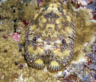 stagbeetleboy:stagbeetleboy:Slipper lobsters go seriously hard. No fr they’re so swag and full of merriment What if I was a slipper lobster and you were an isopod and we were best friends and ate a carcass 