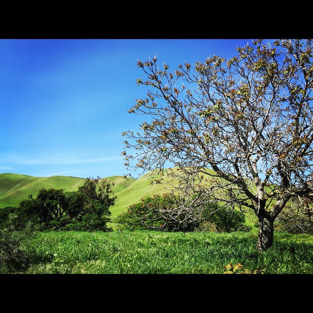 #eastbay #eastcounty #antioch #hills #hike #blackdiamondminesregionalpreserve  (at