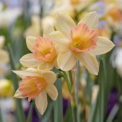 Narcissus “Blushing Lady” from Van Meuwen Gardens