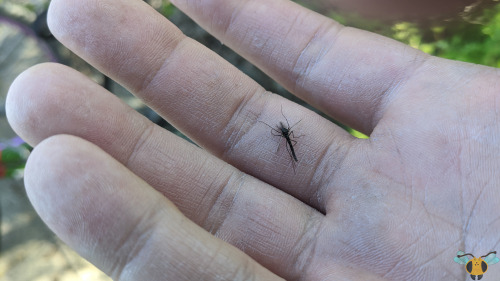 Midges - Family: Chironomidae | Species unknownAfter last week’s video post showcasing these insects