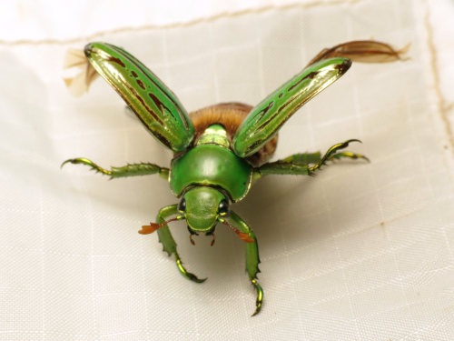 onenicebugperday: Glorious Scarab, Chrysina gloriosaFound in the southwestern United States from Tex