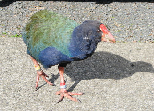 New Zealand’s Weird Birds