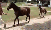 mawkit:  doggables:   look at this  for anyone interested these are paso fino horses