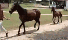 4gifs:  Tip-toeing in ma Jawdins. [via] 