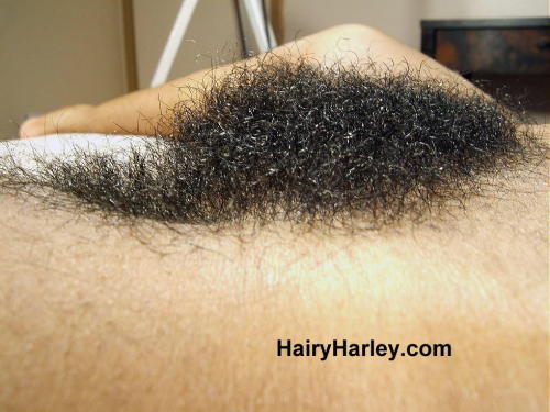superhirsuteandbushychicks:  More Hairy Harley with her ultra super bush. 