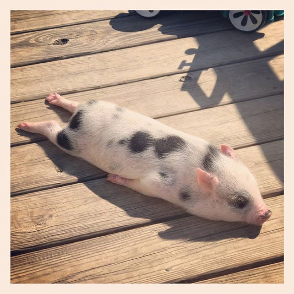 awwww-cute:  Meet my colleague’s pig, Bacon Seed, sun-bathing. (Source: http://ift.tt/2vaEIUk)