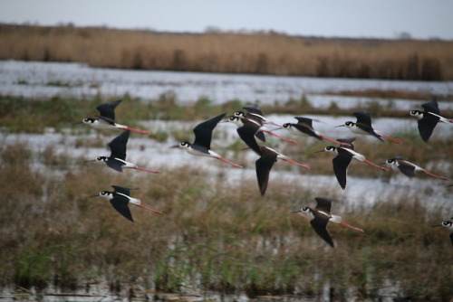 Black-necked Stilts on the move at Anahuac National Wildlife Refuge in Texas.zambellophotography.com