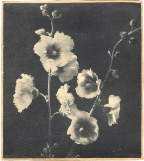 nobrashfestivity:Yukio Takagi, Untitled (floral still life), 1929exhibit: Art Photography in Japan B