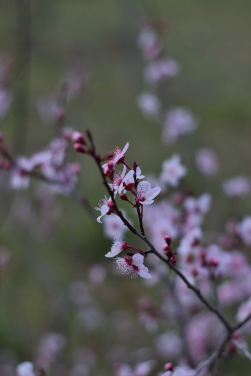 prunus