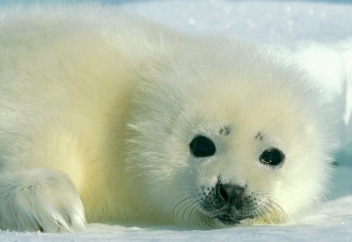 You had me at hello (Harp Seal pup) porn pictures