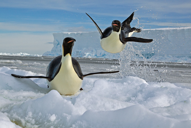 awkwardsituationist:  april 25 is world penguin day. two recently published studies