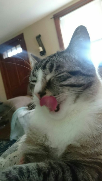 unflatteringcatselfies:Baby, he yells a lot.