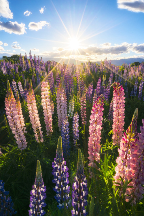 exploreelsewhere:This field of Lupins smelt like candy. South Island, New Zealand [OC] (1500x900) ✈