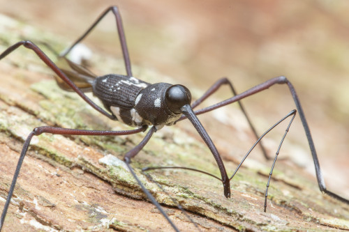 onenicebugperday:Stilt weevil, Talanthia phalangium, Conoderinae Found in Southeast AsiaPhotos 1-6 b