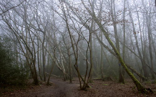 Highwoods SSSI by Malcolm Browne