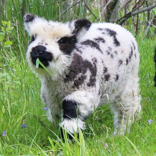 A Alguien Ms Le Gustan Las Vacas, A Mi Si. Muchos Dirn Que No (mentira, Nadie Comenta Mis Publicaciones)
