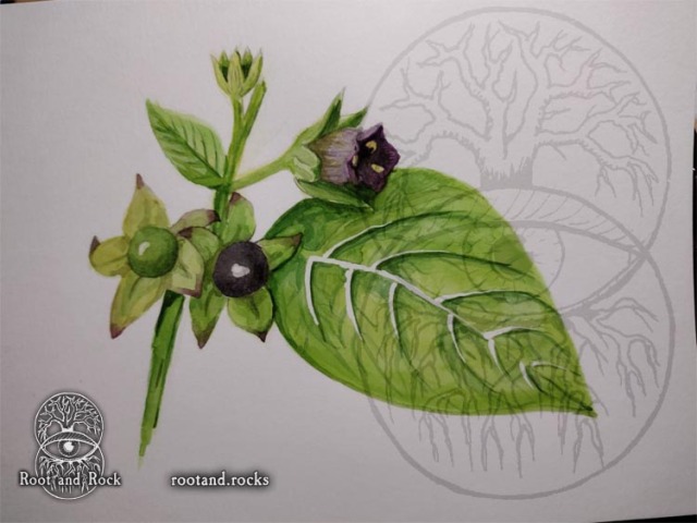 Watercolor painting of an Atropa Belladonna sprig - a full bloom, a bud, an unripe fruit, and a fully ripened one along with a large leaf. Presented in bright colors on a white background in a semi-realistic style.