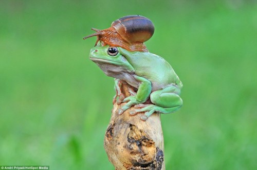 magicalnaturetour: (via Photographer captures moment snail perches on Australian tree frog in Indone